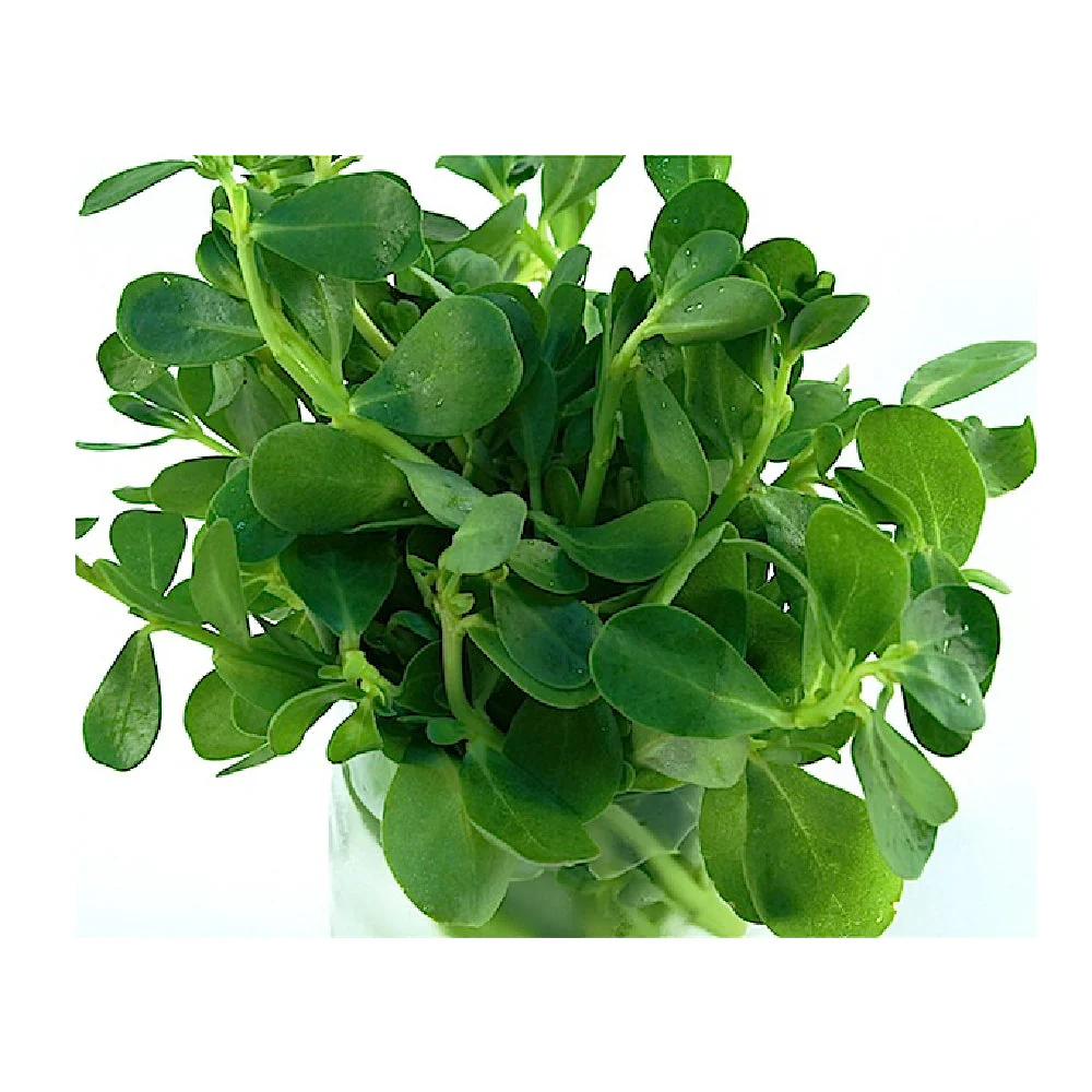 Watercress Leaves Pot Uae 1 Piece - Image 3